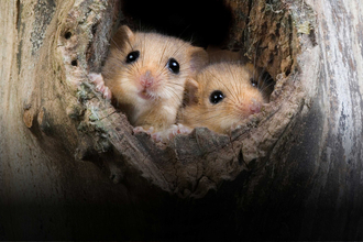 Two Dormice peeping out of a hole in a tree