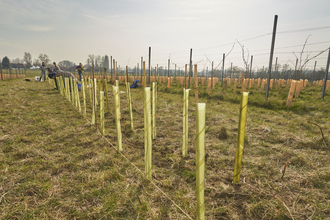 A row of tree saplings