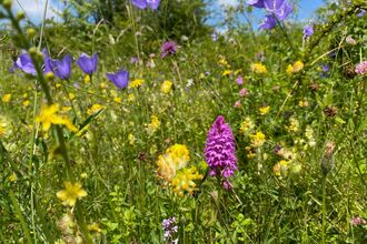 Colourful pink, purple and yellow flowers in the sunshine