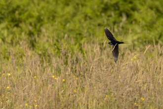 A Swallow gliding over long grass.
