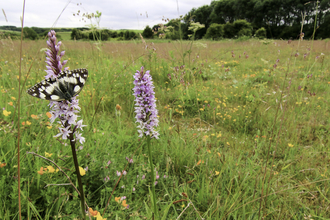 A wildflower meadow beneath a cloudy sky, with a row of trees in the distance. The meadow is filled with colourful flowers and green grasses. In the foreground are two tall, pink towers of common spotted orchid flowers. A black and white marbled white butterfly rests on one