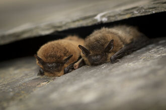 Services | Surrey Wildlife Trust