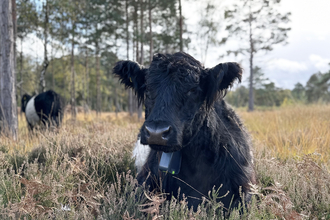 Belted Galloway Cow