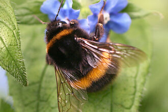 buff tailed bumblebee