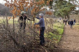 Hedgelaying