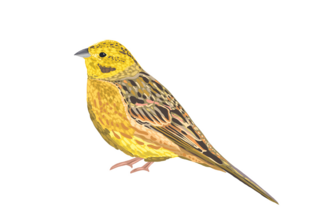 Yellowhammer