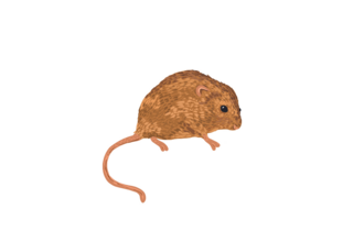 Harvest Mouse