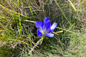 Marsh Gentian