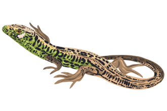 Sand Lizard Illustration