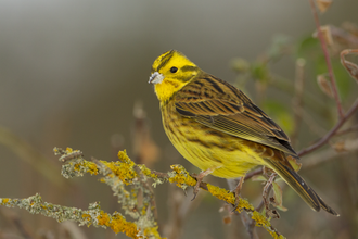 Yellowhammer