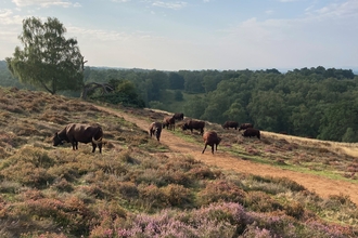 Puttenham Common