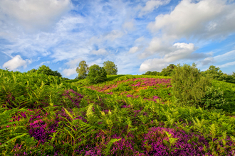 Puttenham Common