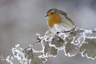 Robin perched on a frosty branch