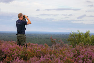 Staff member surveying a heathland site