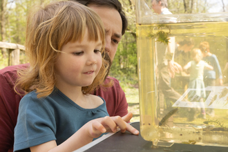 A child looking in a tank at a newt