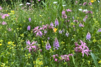 Wild flower meadow at Lingfield Nature Reserve