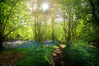 The sun shining through the trees over a carpet of bluebells at Cucknell's Wood