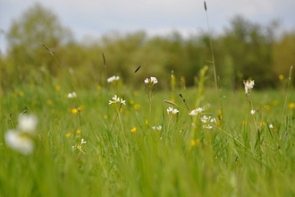 Wildflower meadow