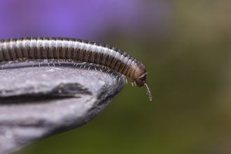 millipede