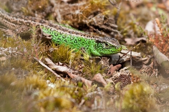 A Sand Lizard in heathland