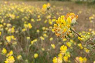 Wildflower meadow