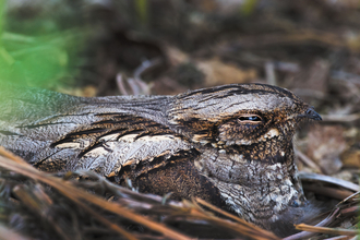 Nightjar