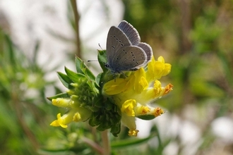 Small blue butterfly