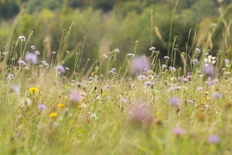 Wildflower meadow
