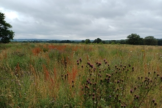 Horsley Meadows wildflower meadow