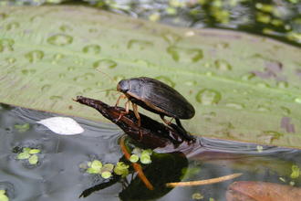 Water beetle