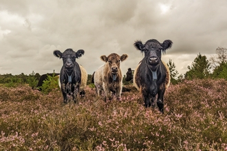 Three belted galloway cows stood in a carpet of pink heather with moody grey skies above.