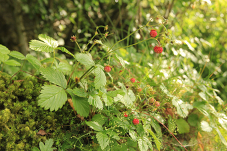 Wild strawberries at Quarry Hanger