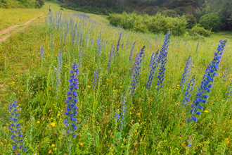 Chalk grassland - blue flowers