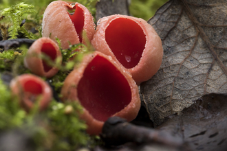Elf Cup fungi