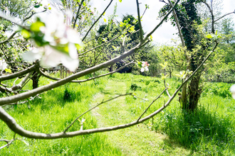 Glebe wood image