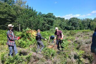 Work experience students clearing bracken at Wisley Common