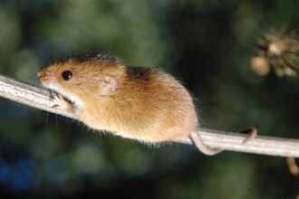 Harvest Mouse