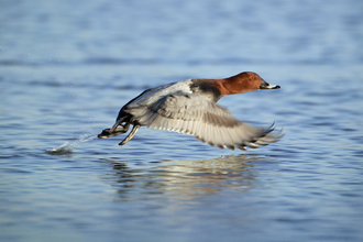 Pochard