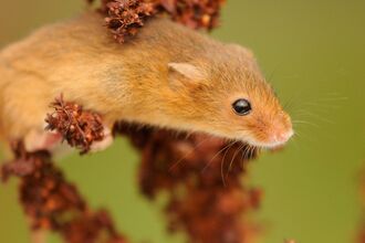 Harvest Mouse