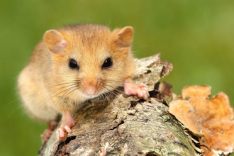 Hazel Dormouse