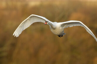 A swan flying low in winter
