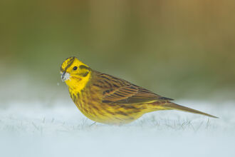 A Yellowhammer in the snow
