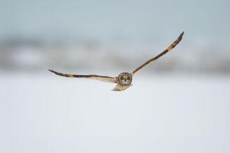 Short-eared Owl hunting in the snow