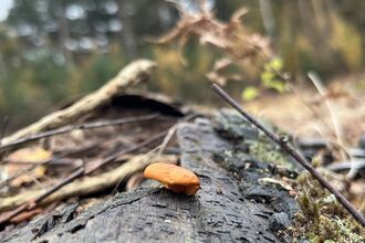 Fungus of orange colour on top of a fallen tree