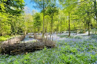 A carpet of bluebells in a woodland featuring a dead hedge