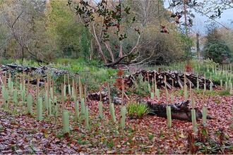 Newly planted saplings at Royal Holloway