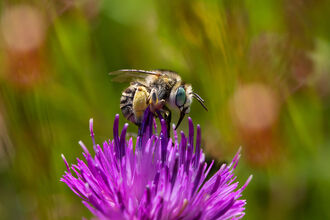 green-eyed flower bee