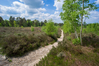 Heathland