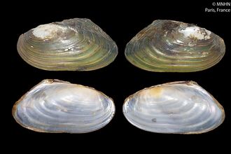 Pseudanodonta complanata