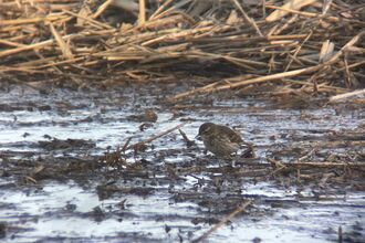 A water pipit, brown and streaky with a prominent pale eyebrow stripe, picking through the mud at the edge of a reedbed